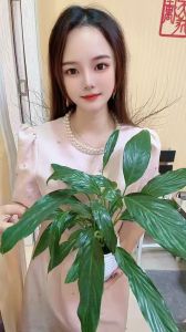布吉桐桐